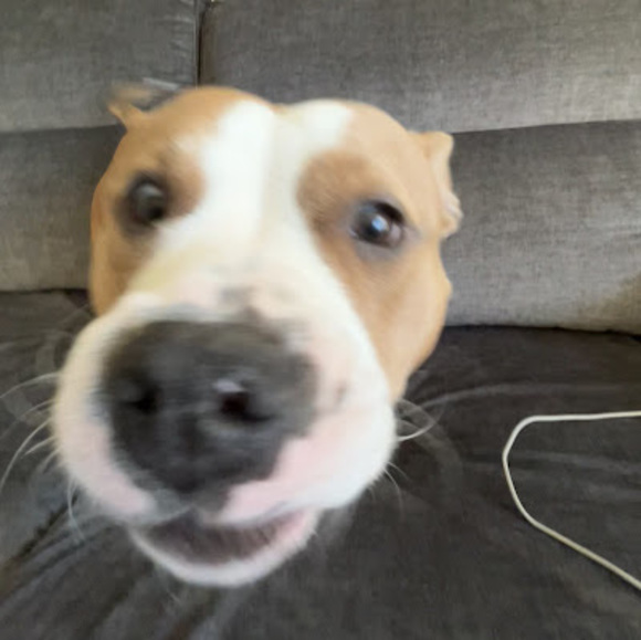 Meet your Posher, Ella - Picture 1 of 1